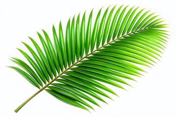 Obraz premium Isolated Green Palm Leaf on White Background for Nature, Tropical, and Botanical Design Use