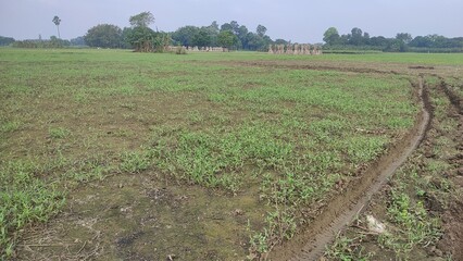 Lush green horizon of agriculture field of a small Indian village in warm and moist air during southwest torrential Monsoon Rainfall season. Tropical climate countryside harvest. India Asia Pac