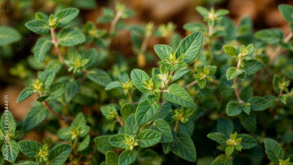 Poster Fresh thyme leaves with earthy green color closeup