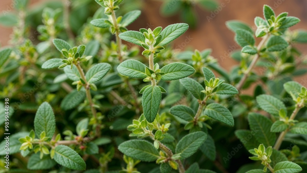 Sticker Fresh thyme sprigs with delicate green leaves closeup