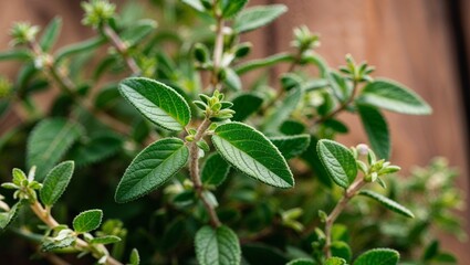 Obraz premium Fresh thyme sprigs with delicate green leaves closeup
