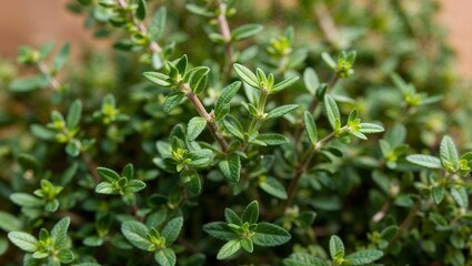 Fresh thyme sprigs with tiny green leaves closeup