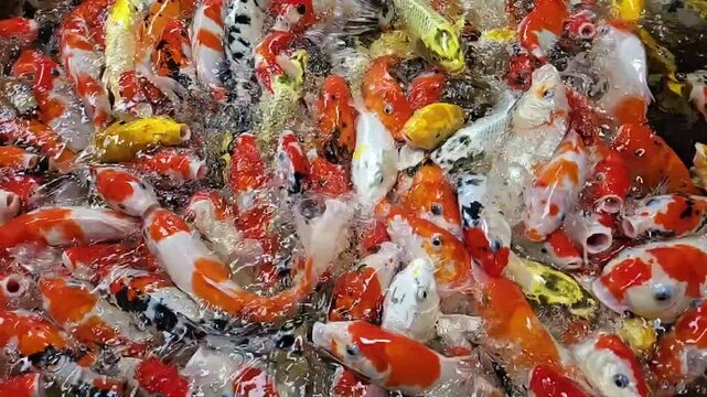 Slow motion of colorful fancy carps or Japanese koi fish swimming in a pond in a garden, open mouth to be fed.