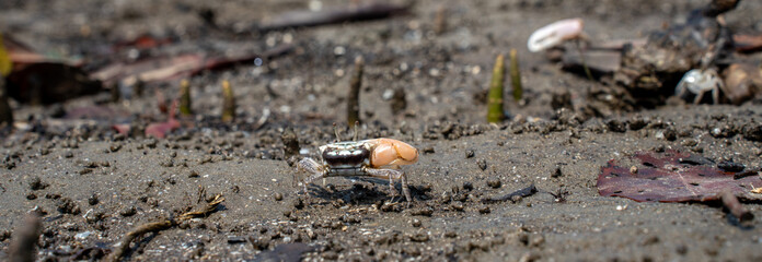 Uca Vocans Fiddler Crab Walking Mangrove. Crab at Mangrove in Rayong Thailand.