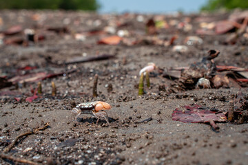 Uca Vocans Fiddler Crab Walking Mangrove. Crab at Mangrove in Rayong Thailand.