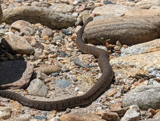 Snake crawling through river rocks