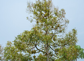 Durian the king of fruits in Asia, Durian fruit on tree in durian farm.