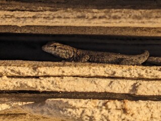 Lizard blending into cracks of sandstone rock
