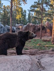Bear standing still in forest