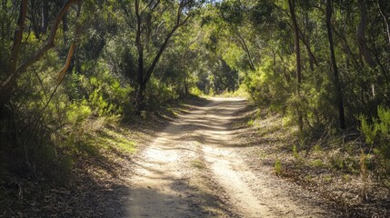 Obraz premium The sandy bush track cuts through a dense forest, leading into the heart of the wilderness, perfect for rugged exploration