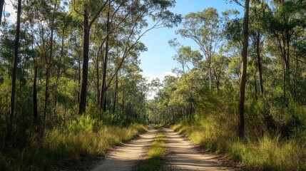 Obraz premium The sandy off-road bush track leads deep into the forest, framed by tall trees and the open sky, ideal for wilderness scenes
