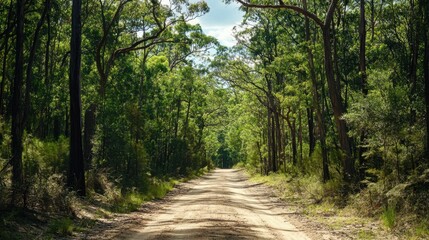 Fototapeta premium The sandy off-road bush track leads deep into the forest, framed by tall trees and the open sky, ideal for wilderness scenes