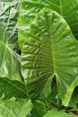 close up of tree with green leaf in the garden