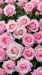 Pink rose photo, rose high definition photo, rose background, rose wallpaper, rose wallpaper, high definition wallpaper, Galaxy wallpaper
