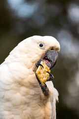 Cockatoo munching on a stolen cracker
