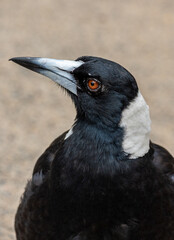 Side profile of Australian magpie