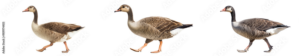 Aufkleber three geese walking in line, each displaying unique feather patterns and colors, set against white b