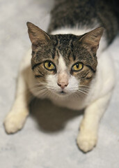 Pequeño gato fotogénico posando para la cámara