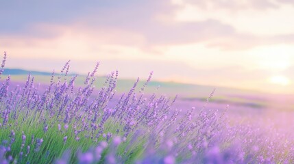 Naklejka premium Soft focus of lavender fields swaying gently in the breeze under a pastel sky.