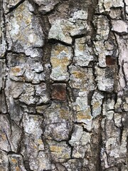 Tree bark texture for background
