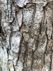 Tree bark texture for background