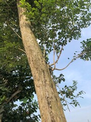 Fototapeta premium Angsana tree bark surface texture. This is a tropical tree that is famous for being expensive in Indonesia.