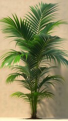 Obraz premium Green Palm Tree Isolated on Studio Background