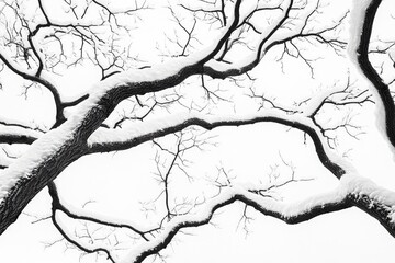 Obraz premium Snow-Covered Tree Branches Reaching Upwards Against a White Sky