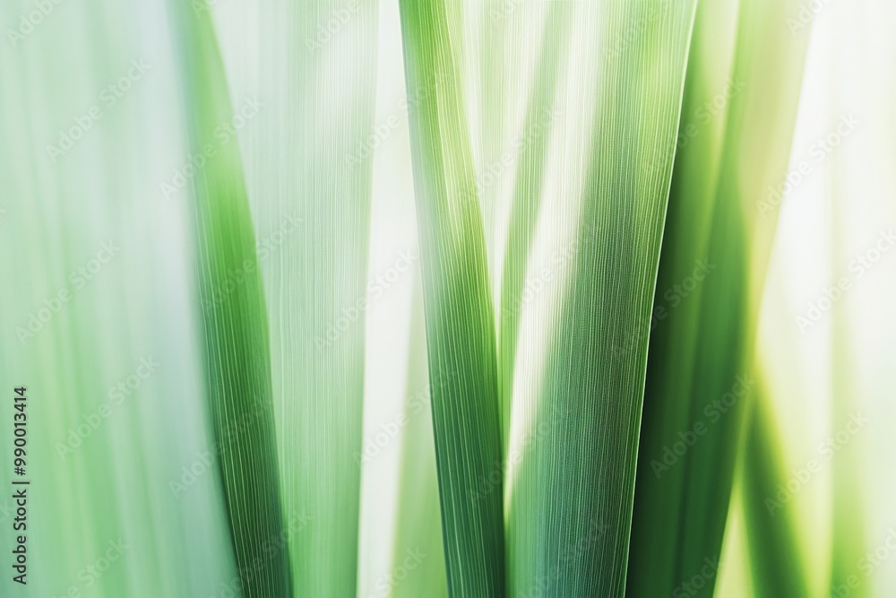 Poster abstract symmetrical green leaves in soft warm light with blurry beige background – nature-inspired 