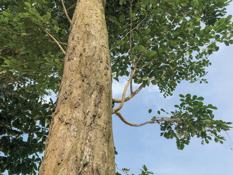 Angsana tree bark surface texture. This is a tropical tree that is famous for being expensive in Indonesia.