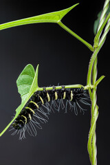 caterpillar on a branch