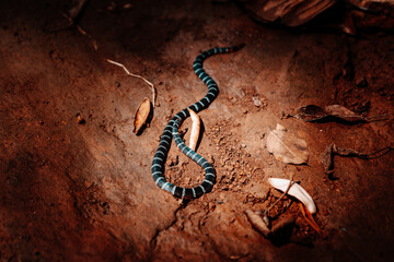 barred coral snake on a dark background