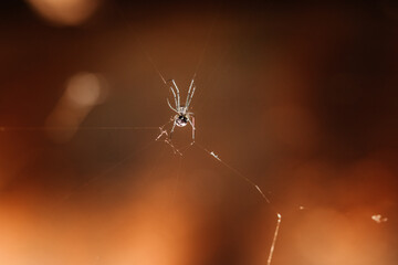 spider on the web