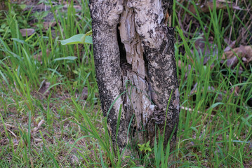 Tree bark texture for background