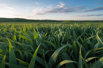 Endless green fields at sunset