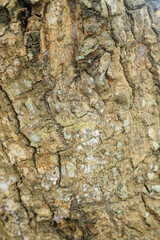 Tree bark texture for background