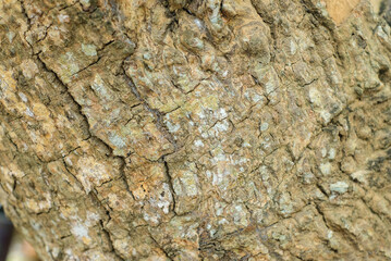Tree bark texture for background