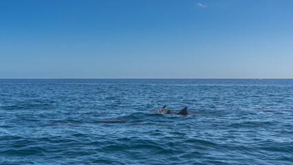 The dorsal fins of swimming dolphins are visible above the water. Ripples on the surface of the endless blue ocean. Clear azure sky. Copy space. Mauritius.