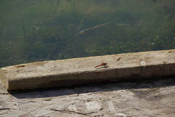 Red dragonfly resting on wood plank bordering murky pond