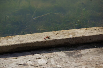 Red dragonfly resting on wood plank bordering murky pond