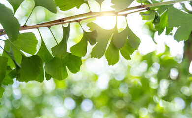 Background of ginkgo tree leaves