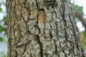 Fototapeta premium Tree bark texture for background