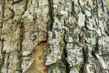 Tree bark texture for background