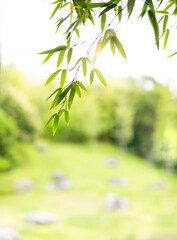 Background of green bamboo leaves