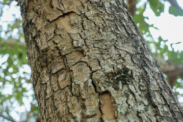 Tree bark texture for background