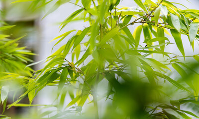 Background of green bamboo leaves