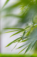 Background of green bamboo leaves