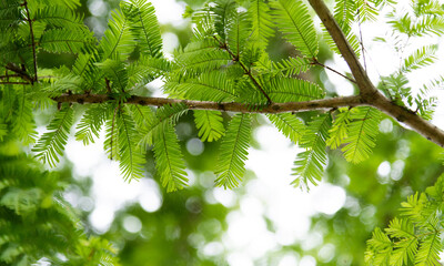 Background of green metasequoia leaves