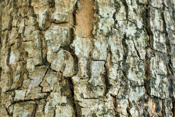 Tree bark texture for background