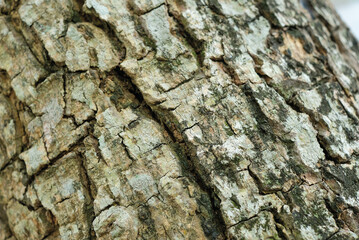 Tree bark texture for background